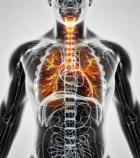 Illustration D Von Kehlkopf Trachea Bronchien Stock Abbildung