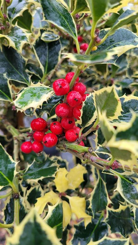 Ilex Aquifolium Argentea Marginata Wei Bunte Stechpalme