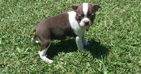 AKC Boston Terrier Puppies Available.