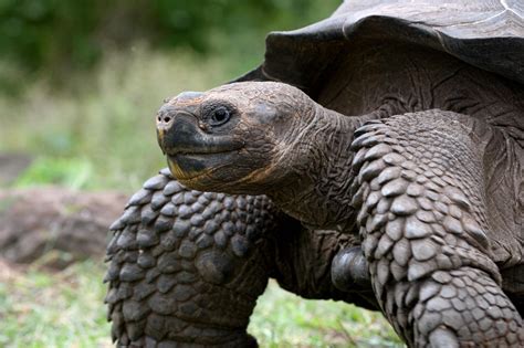 Galapagos tortoise genome reveals secrets to long, cancer-free lives