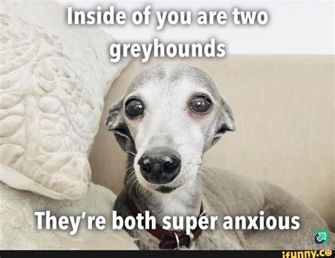 #anxiety #memes #dog - Inside of you are two greyhounds They're both ...