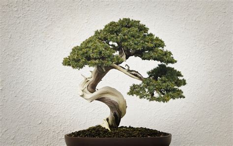 Bonsai Tree Wallpapers - Top Free Bonsai Tree Backgrounds - WallpaperAccess