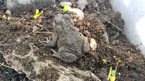 How to Create a Habitat for a Toad: 12 Steps (with Pictures)