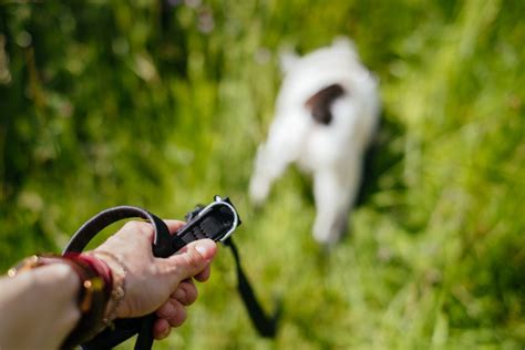 Female Hand Holding A Dog Leash 2 Free Stock Photo