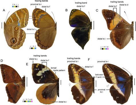 Wing Pattern Diversity In Brassolini Butterflies Nymphalidae