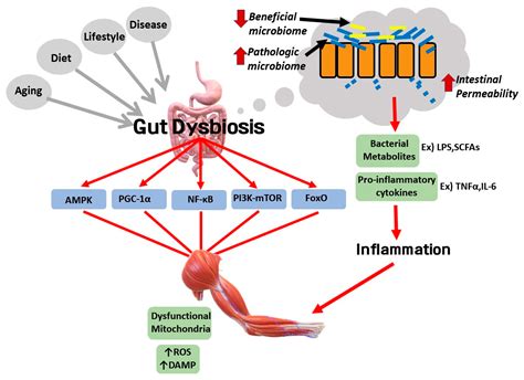 Ijms Free Full Text Dysregulated Autophagy Mediates Sarcopenic