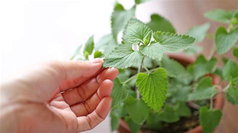 Growing Catnip Indoors [Simple Guide] - Herbs Within