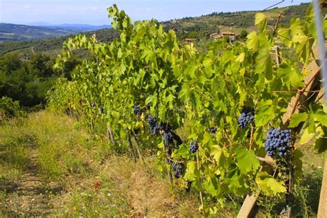 Chianti Vineyards, Italy stock image. Image of tourism - 60168265