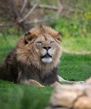 African Lion | Columbus Zoo and Aquarium