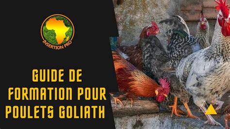 Élevage naturel des poulets goliath notre formation est disponible