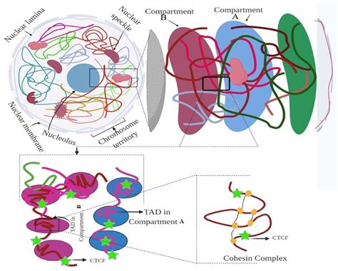 Ijms Free Full Text The D Genome From Structure To Function