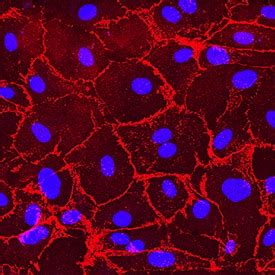 Human VE-Cadherin Antibody MAB9381: R&D Systems