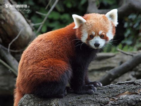 Panda-vermelho Fotografia, Fotos