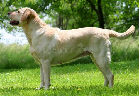 Show Dog stock photo. Image of breed, female, puppy, pure - 139326