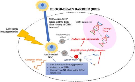 Targeted Delivery Of Gold Nanoparticles By Neural Stem Cells To