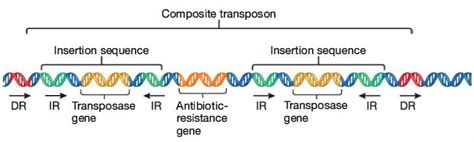 Transposable Elements Microbiology Notes