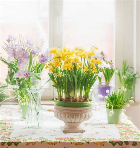 Most Popular Easter Flowers—and Their Symbolic Meanings, 41% OFF