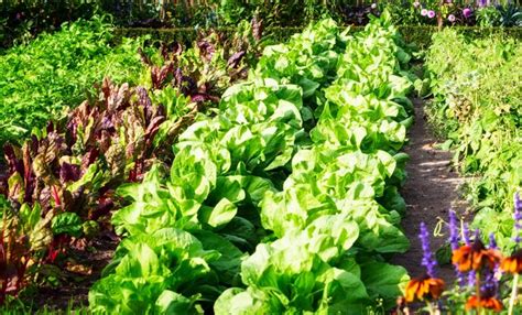 setting    backyard garden   key tips housecoast