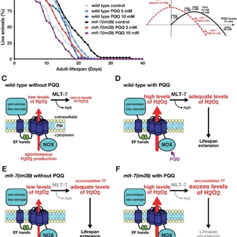 Pqq Mediated Lifespan Extension In Adult C Elegans A Chemical