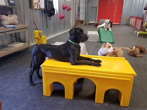 Daycare And Training For Dogs At Benjamin Whitehead Blog