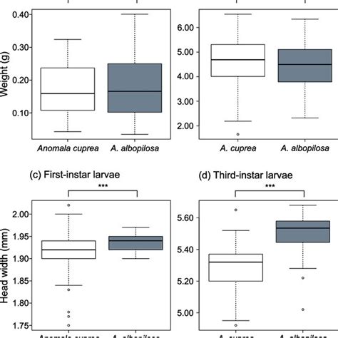 process   instar larva preying    instar larva