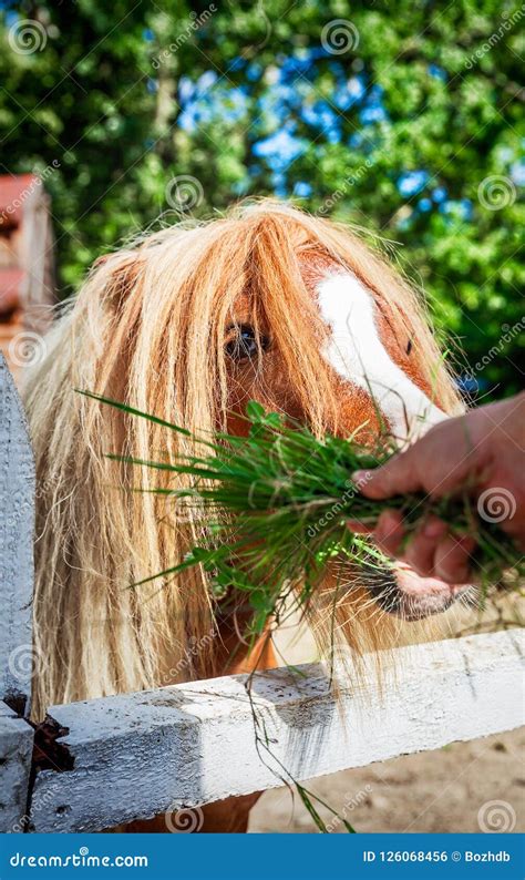 Miniature Horse Falabella Feeding in the Zoo Editorial Photo - Image of field, hair: 126068456