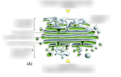 Diagram Protein Movement In The Golgi Diagram Quizlet