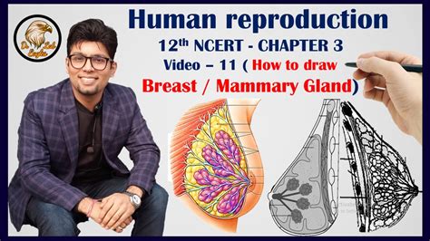 Human Reproduction मनव परजनन V12 How to draw mammary Gland or