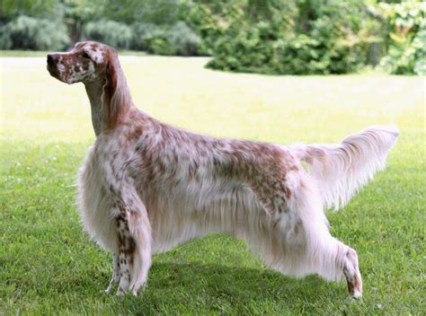 English Setter - All Big Dog Breeds