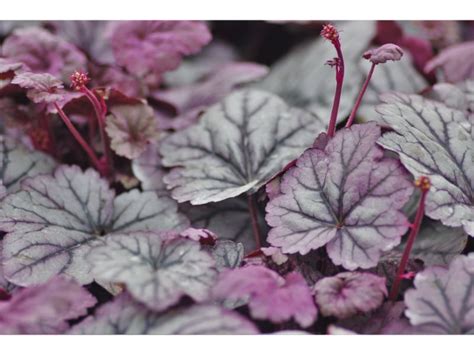 12 Magnificent Purple Evergreen Shrubs For Dreamy Gardens - Harvest Indoor