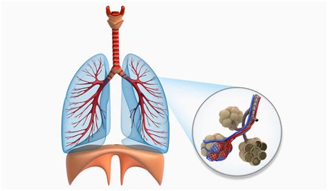 Lungenemphysem Was Ist Ein Emphysem Leichter Atmen
