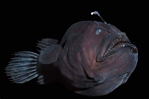 Weird anglerfish mating strategy may have helped them evolve | New ...