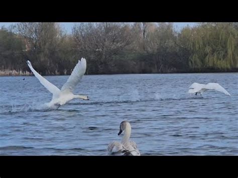 King Swan Chases Intruders Off His Territory Then Comes Over To Get Fed