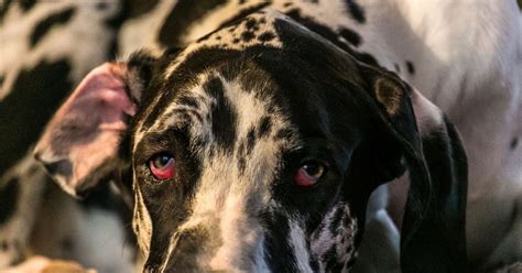 Why Are My Dog's Eyes Red? - Critter Culture