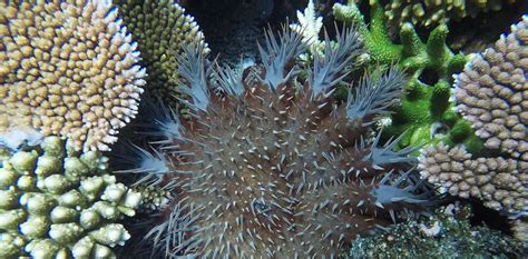 Coral Eating Starfish Another Victim Of Climate Change Jcu Australia