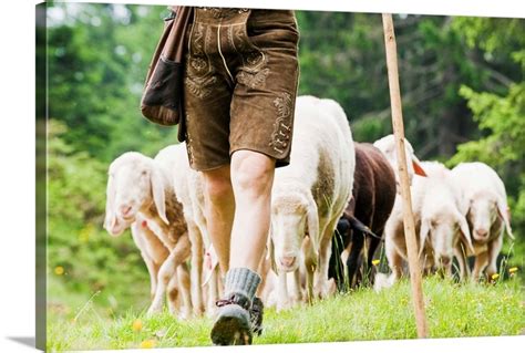 shepherd herding sheep   mountains great big canvas