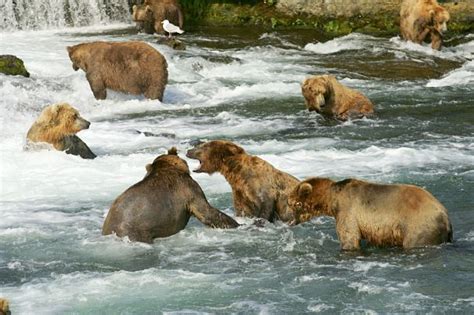 Grizzly Bear Facts - Animal Facts Encyclopedia