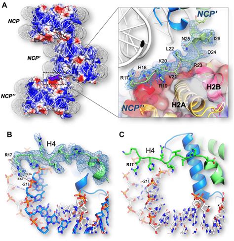 H4 Tail Interactions In Telo Ncp A Illustration Of The H4 Tail