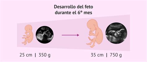 El Embarazo Síntomas Cuidados Y Etapas Del Desarrollo Fetal