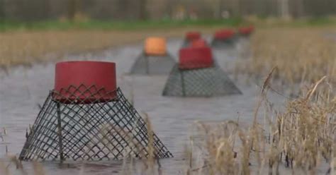 Louisiana Live Crawfish Farm Louisiana Rice Farm James Farms 1