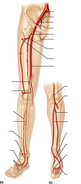 Arteries Of The Lower Limbs Diagram Quizlet