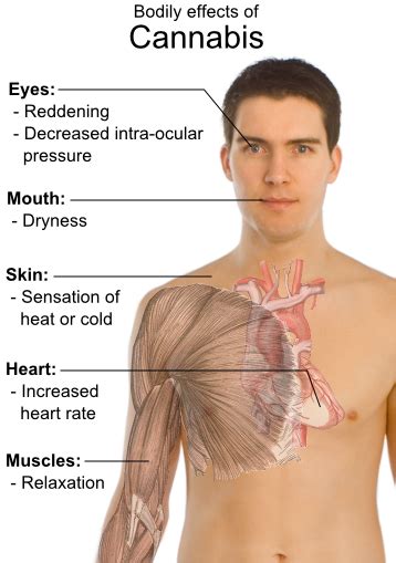 Effects of Marijuana Use