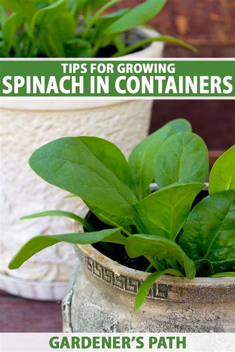 Tips For Growing Spinach In Containers Gardeners Path