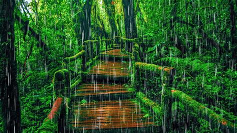 Rainforest Heavy Rain And Thunderstorms🌧️ Deep Sleep Nature White