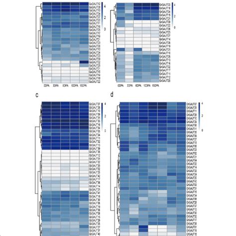 Heatmap Of The Galacturonosyltransferase Gene Transcript Levels Based