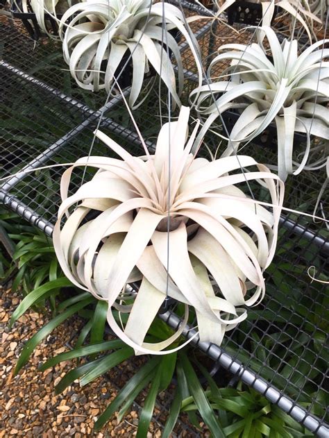 Tillandsia Xerographica | 틸란드시아, 멋진 식물, 식물