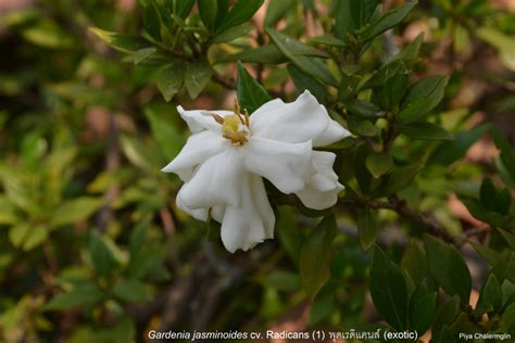 Gardenia jasminoides cv Radicans 1 พดเรดแคนส exotic Anno