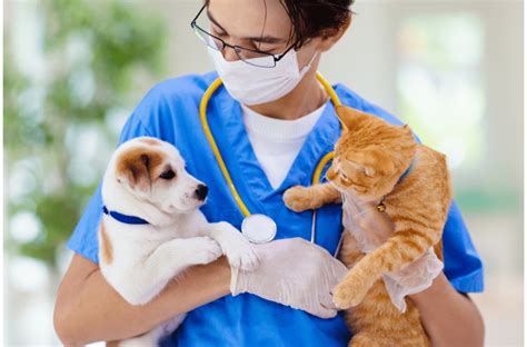 Prima Visita Dal Veterinario Di Un Animale Domestico Loovers