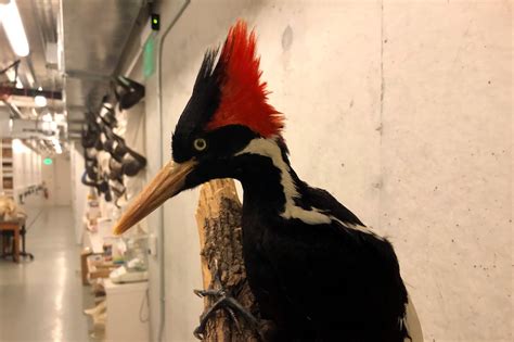 Ivory Billed Woodpecker Habitat