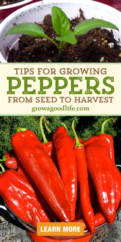 How To Grow Peppers Artofit